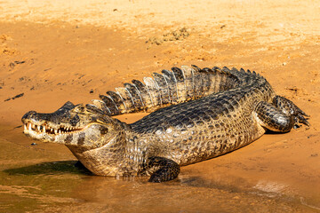 Caiman Basking With an Open Mouth on the Bank of the Cuiaba River in The Pantanal, Brazil