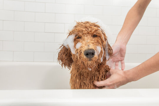 Close-up of a young woman shampooing a miniature goldendoodle (groodle) puppy in a bathtub