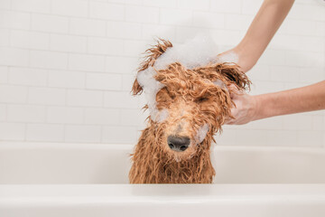 Close-up of a young woman shampooing a miniature goldendoodle (groodle) puppy in a bathtub