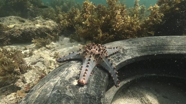 Fixed shot of a cushion sea star &ndash; Pentaceraster alveolatus &ndash; motionless on a discarded tire lying on the seabed of a tropical Philippine lagoon