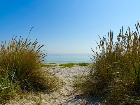 Long grass growing on a sandy beach by the sea in summer, Nordby, Samsoe, Jutland, Denmark
