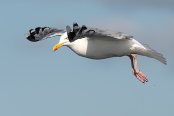 Close-Up Portrait Of A Flying Seagull (Larinae)