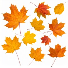 Fototapeta premium Autumn Maple Leaves Set