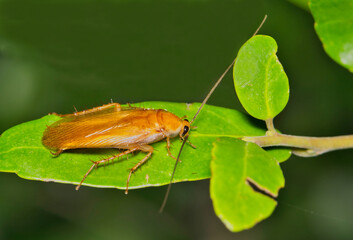 Banded wood cockroach Parcoblatta zebra insect on leaf nature pest control.