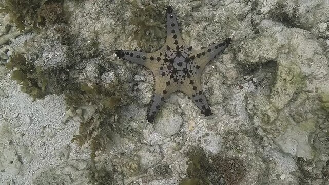 Top-down view and rotation around a Pentaceraster alveolatus, known as cushion sea star, resting on the seabed. Filmed in the Philippines. Check my portfolio for more sea star footage.