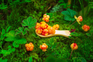 Fresh cloudberries in a wooden spoon in the wild forest.  Still life with berries.