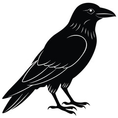 Fototapeta premium Black raven silhouette with white feather details on white background crow bird