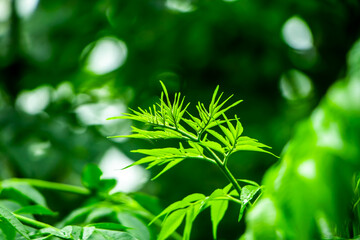 New top leaf of neem plant. Azadirachta indica. Medicine tree