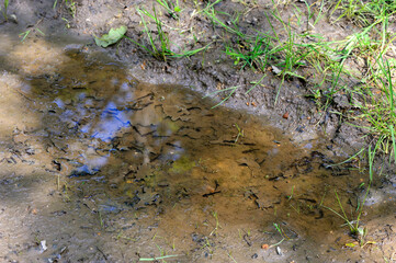 Speckled salamander larvae in a puddle on a forest path.Salamandra salamandra, Touraine, Indre et Loire 37, région Centre Val de Loire, France, European Union, Europe