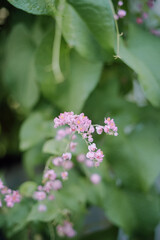 A close-up shot of a delicate vine with small pink flowers and large green leaves in the background. The soft focus highlights the natural beauty of the blossoms.