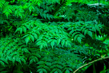 New top leaf of neem plant.Azadirachta indica - A branch of neem tree leaves. Natural Medicine.