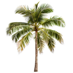 Isolated tropical palm tree. Lush green fronds radiate outwards from a tall, light brown trunk