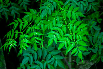 New top leaf of neem plant. Azadirachta indica. Medicine tree