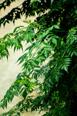 New top leaf of neem plant. Azadirachta indica. Medicine tree