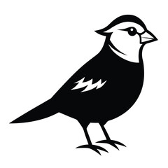 Solid color White-Crowned Sparrow animal vector design