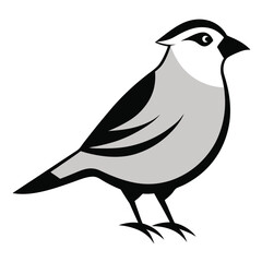 Solid color White-Crowned Sparrow animal vector design
