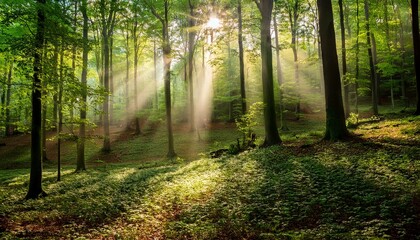 beautiful rays of sunlight in a green forest