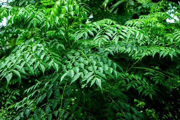 New top leaf of neem plant. Medicinal ayurvedic azadirachta indica or Neem leaves