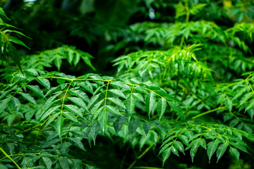New top leaf of neem plant. Medicinal ayurvedic azadirachta indica or Neem leaves