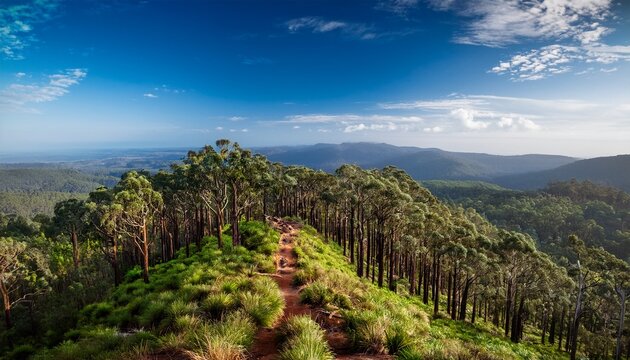 bushwalking in the bunya mountains of south east queensland offers a journey through lush rainforest towering bunya pines and panoramic vistas inviting adventure seekers into nature s embrace
