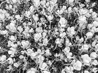 black and white seamless floral background