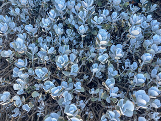 pile of metal shavings on white background
