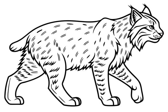 coloring page line art the bobcat black vector