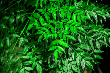 New top leaf of neem plant. Medicinal ayurvedic azadirachta indica or Neem leaves