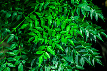 New top leaf of neem plant. Medicinal ayurvedic azadirachta indica or Neem leaves