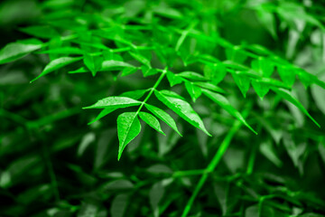 Fototapeta premium New top leaf of neem plant. Azadirachta indica. Medicine tree