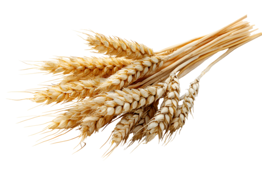 Golden Wheat Sheaves Harvest Bounty