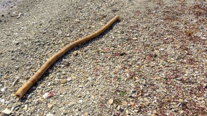 bering island. Curved brown hose lying on a rocky beach, surrounded by small pebbles and seaweed, illustrating the contrast between natural elements and human-made objects