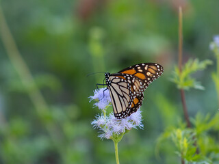 Monarch Butterfly perched on a blue-purple flower.