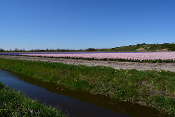 Fototapeta premium Walk among the rows of colorful tulips