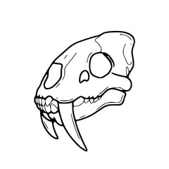 saber-toothed cat skull vector illustration