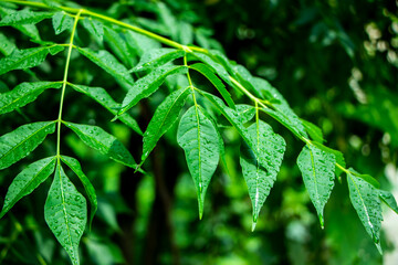 New top leaf of neem plant. Azadirachta indica. Medicine tree