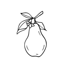 fresh pear fruit line art drawing