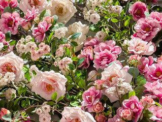 A beautiful, lush floral background featuring a dense arrangement of delicate pink and white roses, creating a romantic and elegant texture.