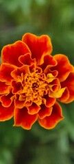 Orange flower 
