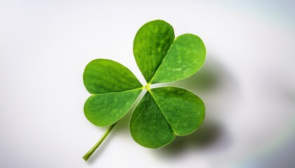 four leaf clover symbolizing luck and good fortune for celebrations on a transparent background cut out