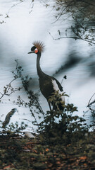 Crowned crane by the water, an elegant silhouette in a mysterious atmosphere.