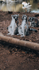 A group of lemurs relaxes by a pond, a playful scene of an animal family.