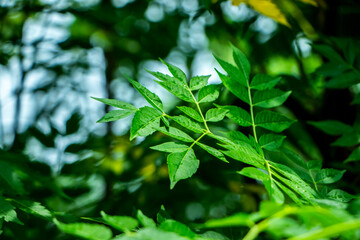 New top leaf of neem plant.