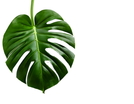 monstera leaf on transparent background and white background