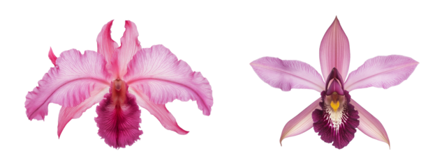 Pink strong orchid flowers isolated on white or transparent background PNG