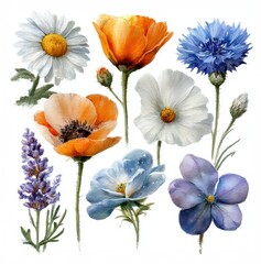 Charming watercolor illustration showcases a collection of wildflowers including daisies poppies and cornflowers blending soft hues for an eco themed creative project. Perfect for art lovers