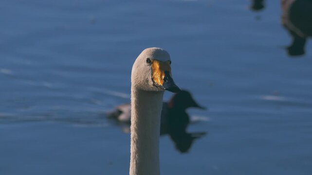 whooper swan close up head bobbing, wigeon ducks swimming in background