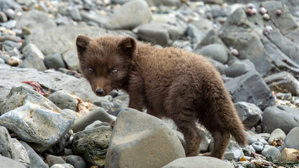 Young brown bear cub exploring rocky terrain, surrounded by smooth stones and pebbles, showcasing natural curiosity and wilderness environment © Denis Tuev