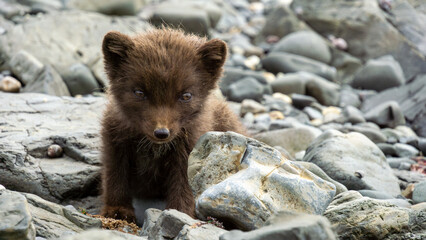 Brown bear cub exploring rocky shoreline, surrounded by smooth stones and pebbles, showcasing natural habitat and wildlife behavior in a serene environment © Denis Tuev