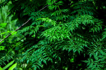 New top leaf of neem plant. Medicinal ayurvedic azadirachta indica or Neem leaves